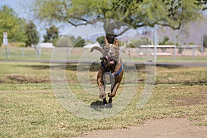 Happy Dog Running in the Park