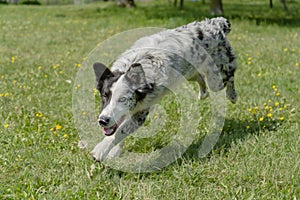 Happy dog running and playing in green grass fiel