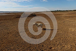 Happy dog running on the sand with herbs in the background in Bahariya oasis in Egypt