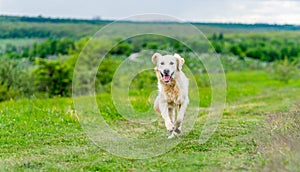 Happy dog running on spring nature