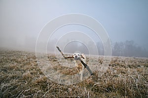 Happy dog running with stick in mouth