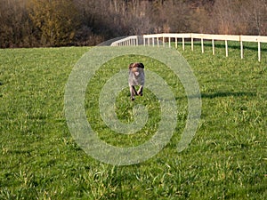 happy dog running to camera