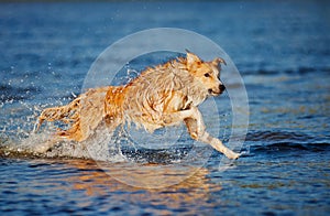 Happy dog running in the water