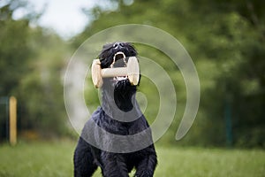 Happy dog running with wooden toy in mouth