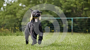 Happy dog running with wooden toy in mouth