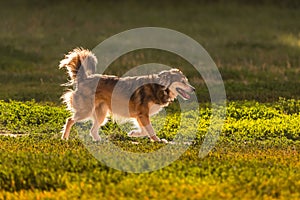 Happy dog runs across the summer meadow