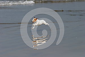 A Happy Dog runs on the beach