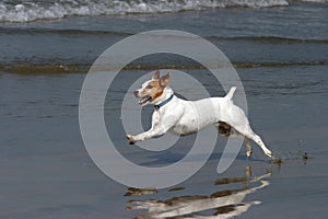A Happy Dog runs on the beach
