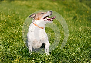 Happy dog safely playing on green grass wearing anti flea and tick collar during spring season