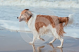 Happy dog at the sea coast