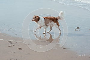 Happy dog at the sea coast