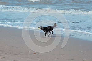 Happy dog at the sea coast