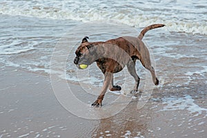 Happy dog at the sea coast