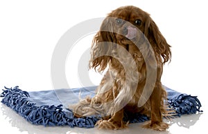 Happy dog sitting on blanket