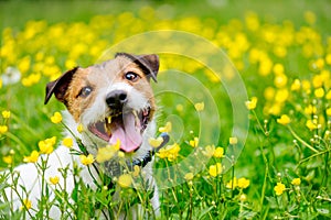 Happy dog sitting at field of buttercups flowers looking at camera