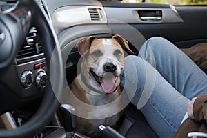 Happy dog sitting next to her owner on the passanger car seat ready to travel.