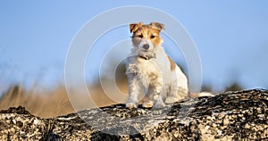 Happy dog sitting on a rock, travelling, hiking with pet banner