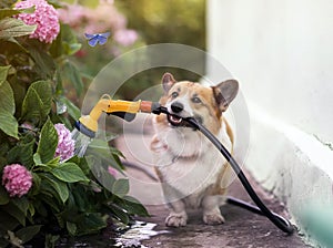 A happy dog sitting in a summer garden with a hose in his teeth and watering hydrangea flowers