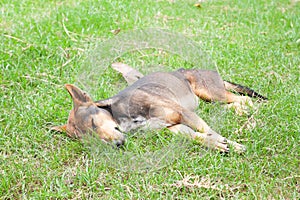 Happy dog sleeping on yard