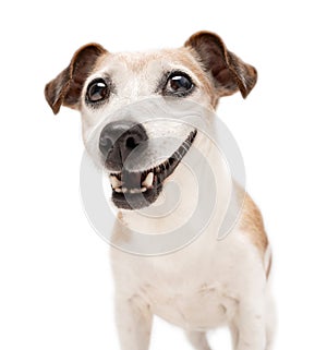 Happy dog smiling face on white background close up head portrait.