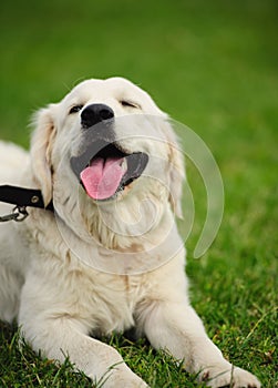 happy dog smiling on the green grass