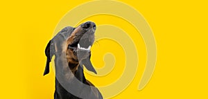 Happy dog smiling with happy expression.. Isolated on yellow colored background photo