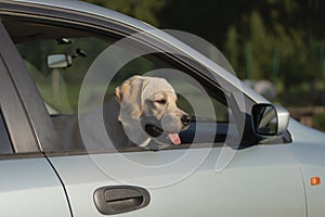 happy dog is smiling with his tongue hanging out sticks his head out car window