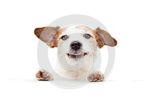 Happy dog smiling with paws edge a white blank sign. Isolated on white background
