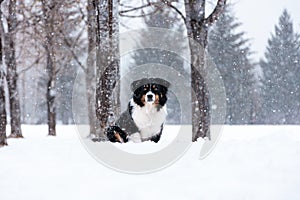 Happy dog in snow, winter wonderland, pet owner.