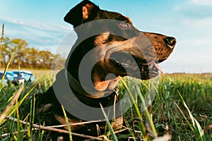 Happy Dog Stafford is lying on the green grass in the meadow on a warm summer day