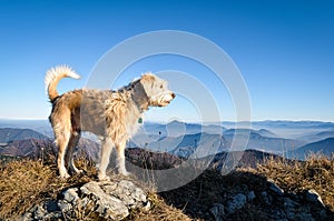 Happy dog standing on a rock with mountain background