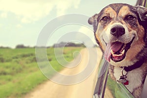 Happy Dog Sticking Head out Car Window