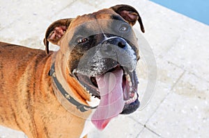 Happy dog sticks out tongue and looks at camera