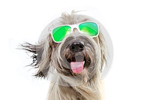 Happy dog summer going on vacations wearing sunglasses. Isolated on white background