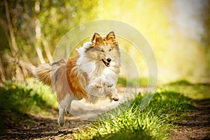 Happy dog in a summer path. Shetland sheepdog is running.