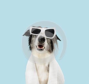 Happy dog summer season. Border collie wrapped with a white towel and wearing sunglasses. Isolated on blue pastel background