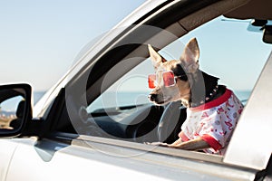 happy dog in sunglasses and a t-shirt on the sea coast in the summer on a sunny day, a trip to the beach, travel with pets, summer