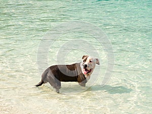 Happy dog swimming in the beautiful sea in summer time