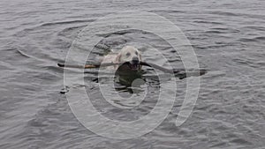 Happy dog swimming with stick in sea water