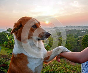 Happy Dog with Tongue Out and Head Tilt, dog happy and dog hand