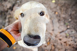 Happy Dog with Tongue Out and Head Tilt, dog happy and dog hand