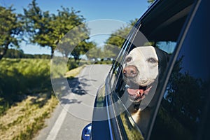Happy dog travel by car
