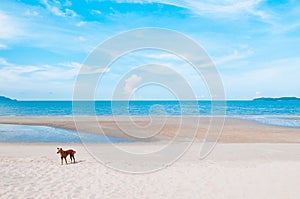 Happy dog on tropical beach blue ocean horizon and clear sky in summer