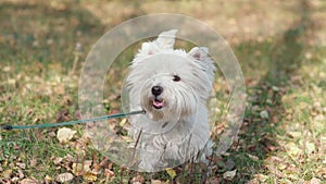 Happy dog tumbles in the fall foliage. Dog in autumn sunny park.