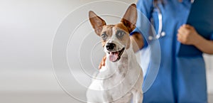 Happy dog with vet in blue scrubs, blurred background, panorama photo