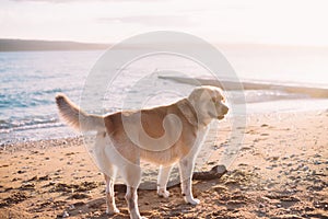 Happy dog is wagging his tail at the sandy beach on sunset background