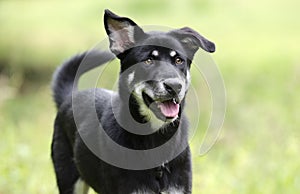 Happy dog wagging tail, Husky Shepherd mixed breed dog, pet rescue adoption photography