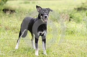 Happy dog wagging tail, Husky Shepherd mixed breed dog, pet rescue adoption photography