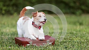 Happy dog wagging tail on a suitcase in summer, pet travel, vacation or holiday