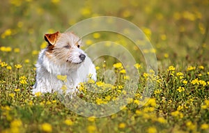 Happy dog waiting in the grass with yellow flowers in spring